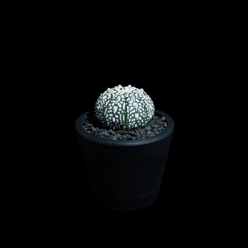 アストロフィツム アステリアス / Astrophytum asterias #29 | Du