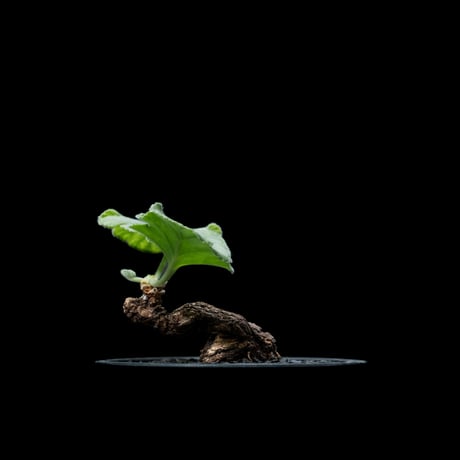ペラルゴニウム ロバツム / Pelargonium lobatum #1