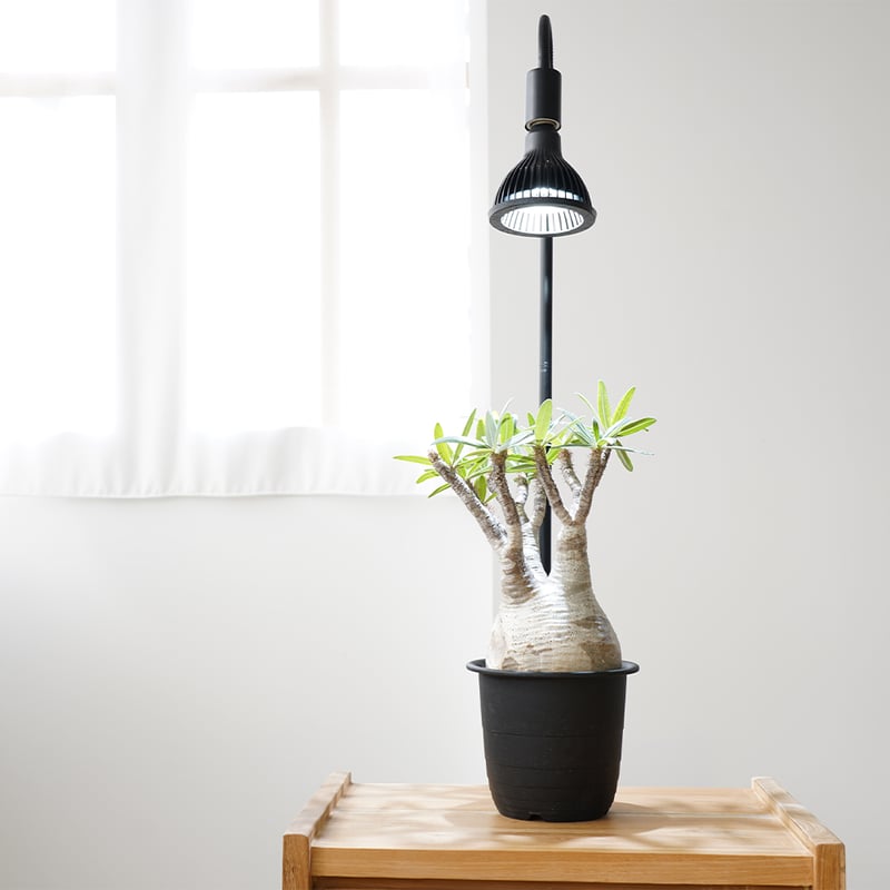 BARREL 植物育成ライト アマテラス led amateras 太陽光LED