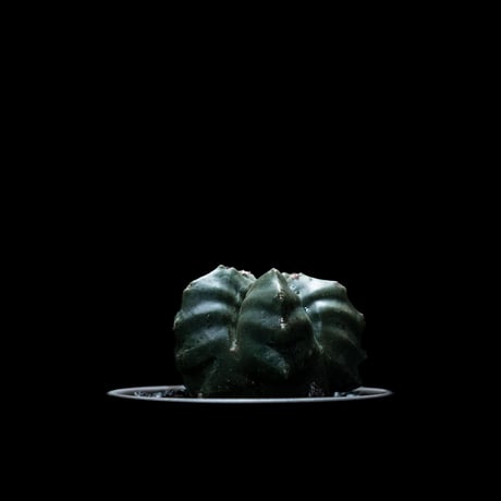 アストロフィツム 亀甲碧瑠璃鸞鳳玉 / Astrophytum myriostigma var. nudum