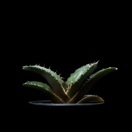 CATEGORY チタノタ 白鯨 | Ducks ( plants. )