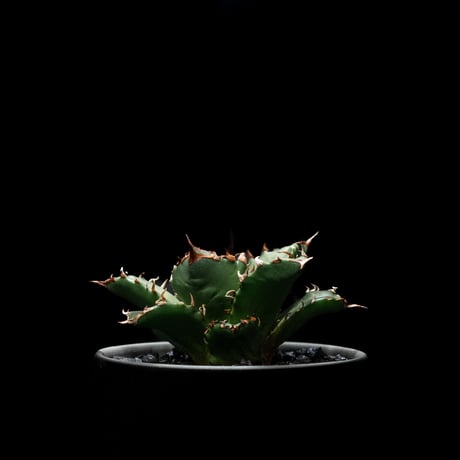 アガベ チタノタ 姫厳竜 / Agave titanota ‘Dwarf’ #2