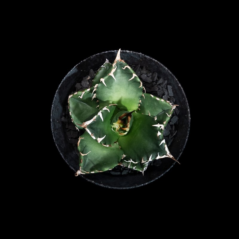 アガベ チタノタ 魔丸 / Agave titanota 'Mamaru' #2 | Du