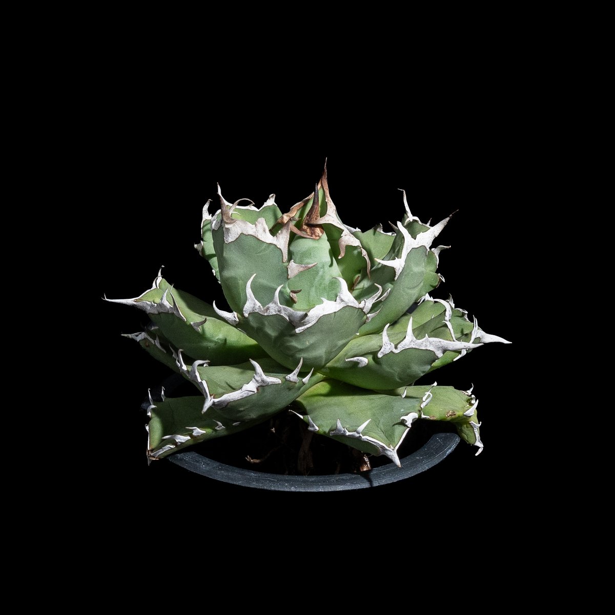 アガベ チタノタ 姫厳竜 / Agave titanota 'Dwarf' #18 | Duc