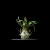 パキポディウム グラキリス / Pachypodium rosulatum var. gracilius #53