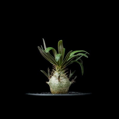 パキポディウム グラキリス / Pachypodium rosulatum var. gracilius #53