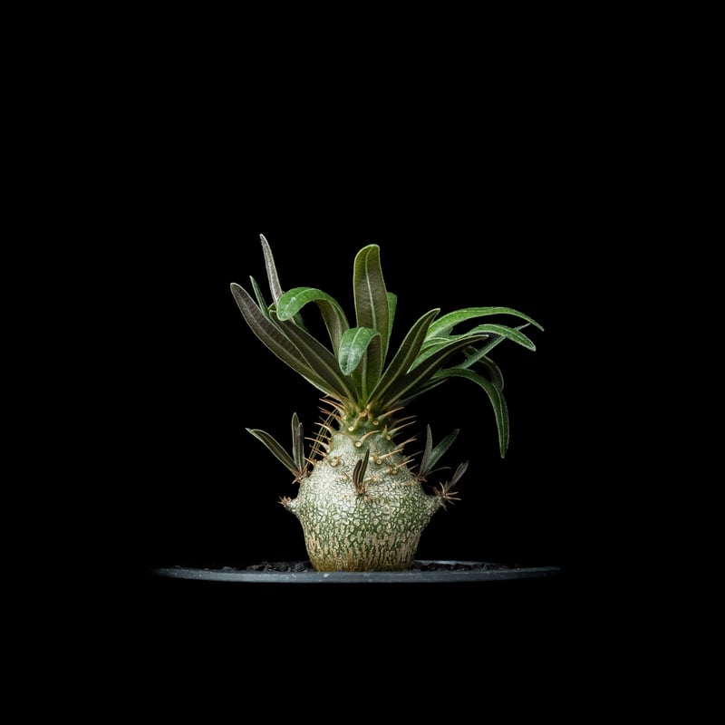 パキポディウム グラキリス / Pachypodium rosulatum var. grac