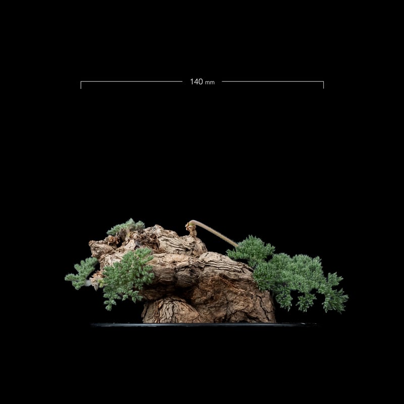 ペラルゴニウム トリステ / Pelargonium triste #4 | Ducks (