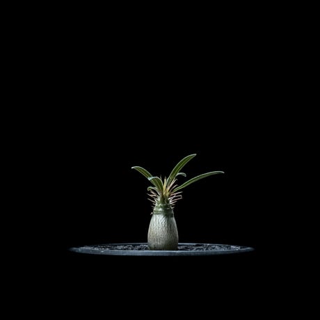 パキポディウム グラキリス / Pachypodium rosulatum var. gracilius #49