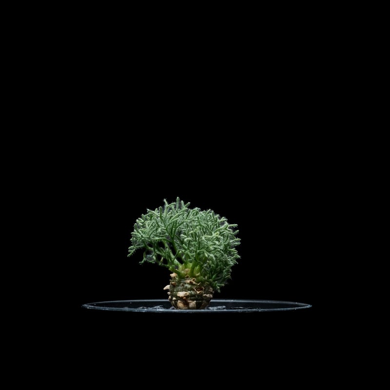 モンソニア ペニクリナム / Monsonia peniculina #27 | Ducks