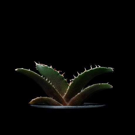 アガベ チタノタ 白鯨 / Agave titanota ‘White Whale’ #56