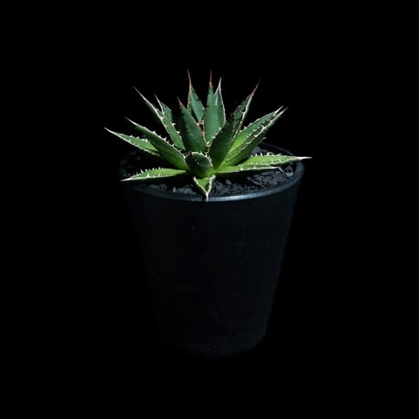 アガベ ホリダ / Agave horrida ssp. horrida #1