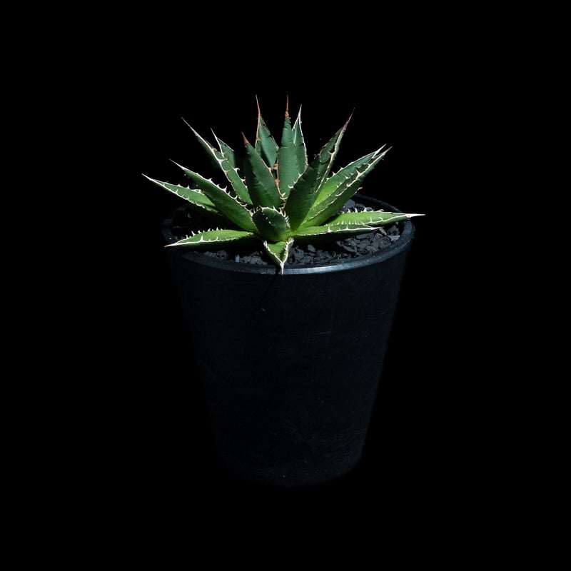 アガベホリダ極上株　Agave horrida No.AHRD016 アガベホリダ極上株 Agave horrida No.AHRD016