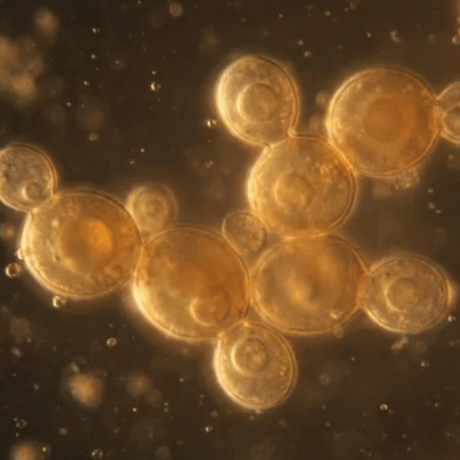 発酵と微生物・発酵食品を学ぶ 9回講座 ― 麹・酵母・乳酸菌・酢酸菌・酪酸菌のはたらきと食
