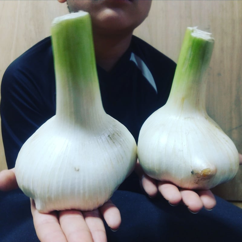 愛知県産ジャンボにんにく☆バラ箱込み5キロ農薬不使用 愛知県産ジャンボにんにく☆バラ箱込み5キロ農薬不使用