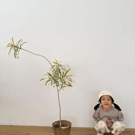 lovin/7. pony gojangi pants 1-11