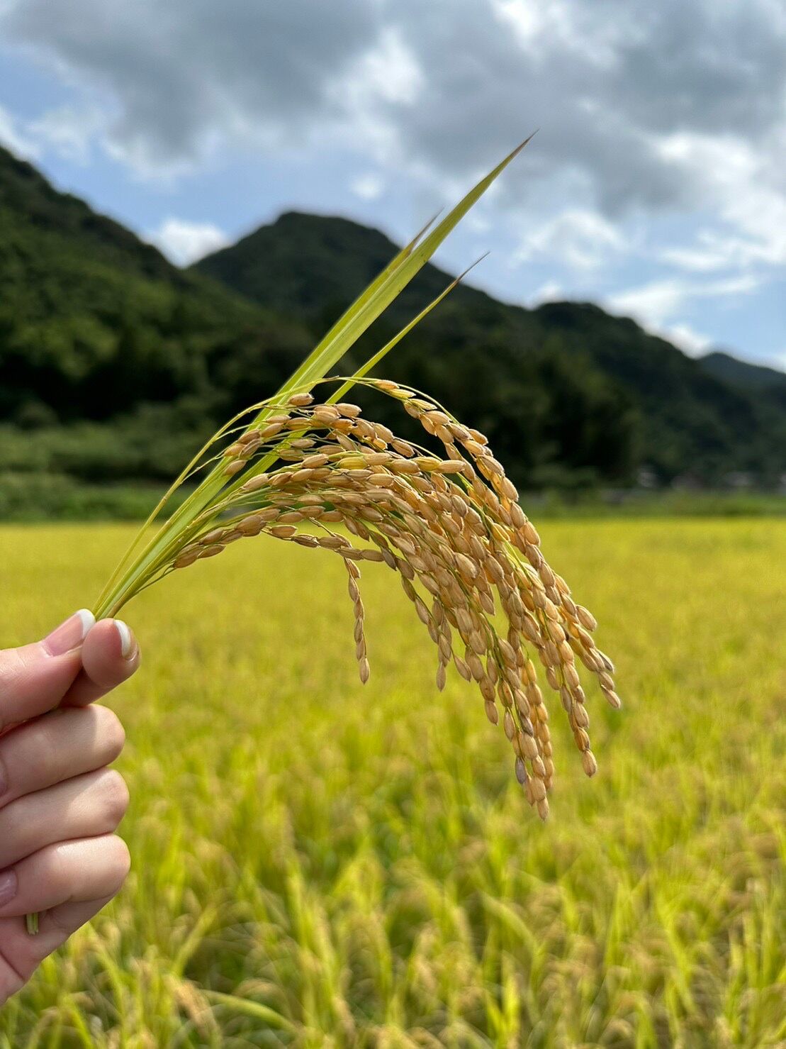 新米】令和6年産 ヒノヒカリ 1kg 【4～9袋ご注文用】 | KOMETORA