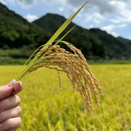 令和7年産　ミルキークイーン　1kg　(1〜3袋ご注文用）