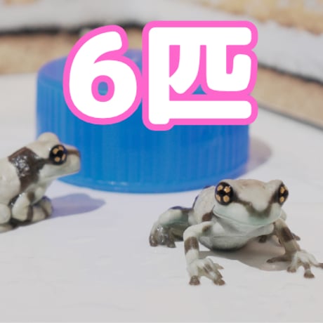 ミルキーフロッグ専門店 KEROYON