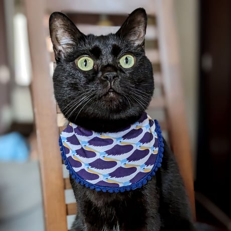 Art Series[Collars Cats, Dogs]  SUGIURA Hisui (large) reversible apron, locket charm, pet's ID tag