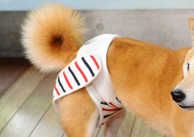 omuwan｜愛犬のための国産布の犬おむつ｜おでかけ・旅行や介護にも