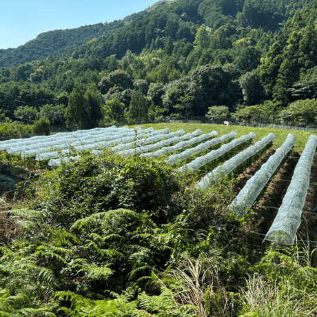 美し国甲州2024 / 750ml【伊勢美し国醸造所】