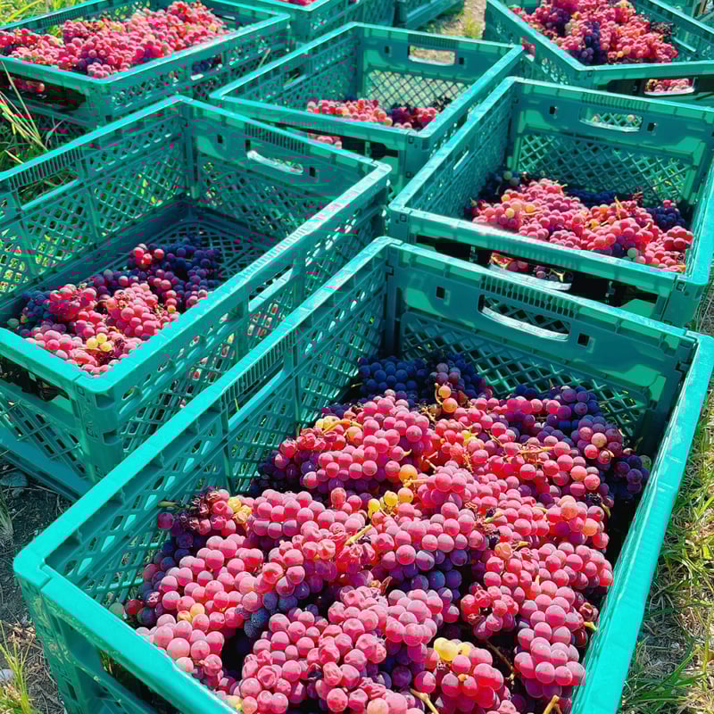 パブミラー ヴォーグ VOGUE 第2回ワイン&洋酒頒布会 協和発酵 美し国ヌーヴォー2024 | 伊勢美し国醸造所