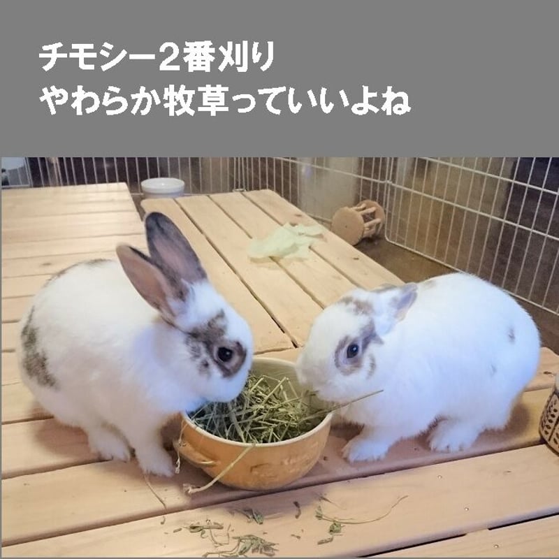 うさぎファンクラブ やわらか牧草800g チモシー2番刈 毛球症 腸