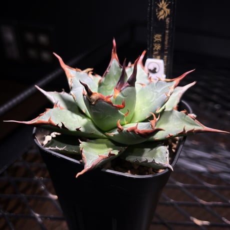 よしにゃあ　アガベ　ハイブリッド ハイブリッドアガベ | STORES