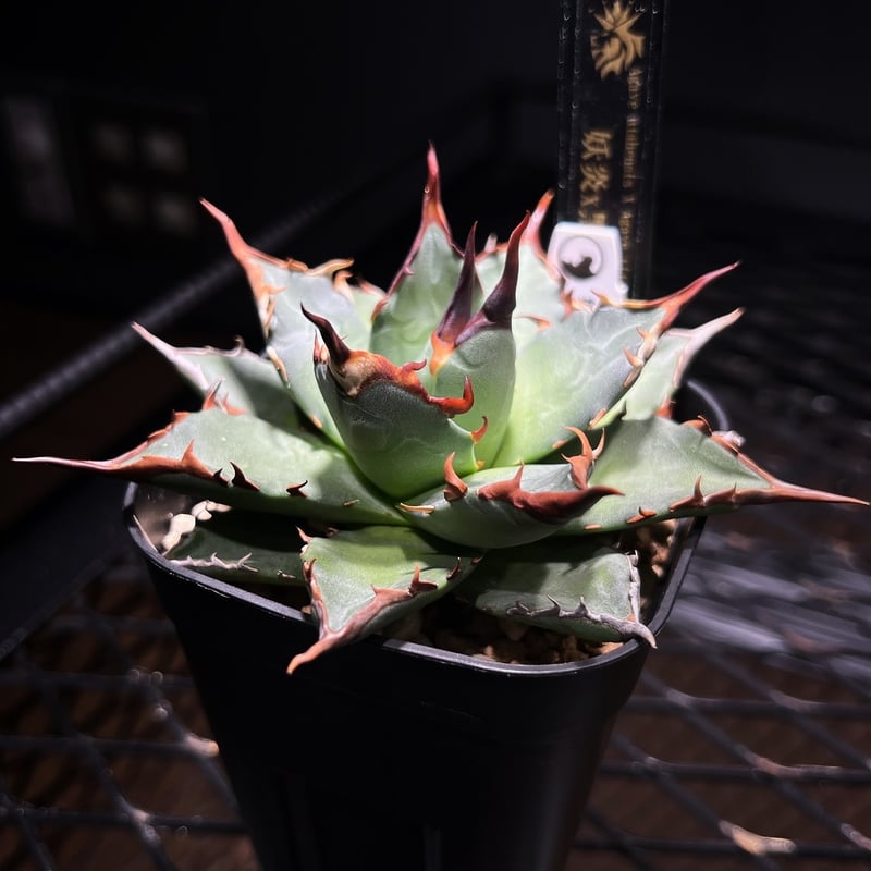 妖炎×黒帝斯 ハイブリッドアガベ MA-034 | kings-plants