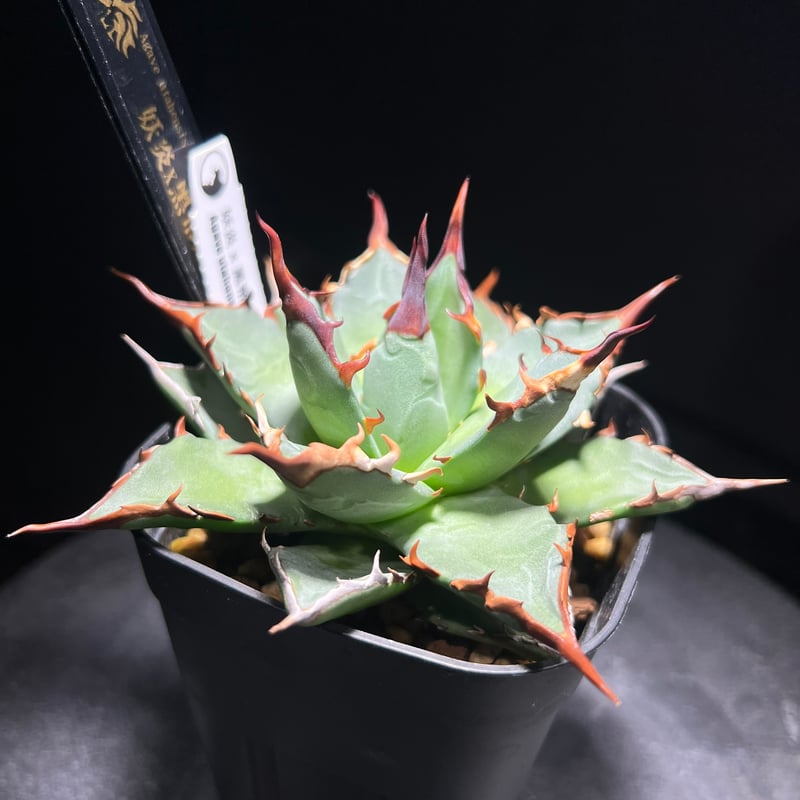 妖炎×黒帝斯 ハイブリッドアガベ MA-034 | kings-plants