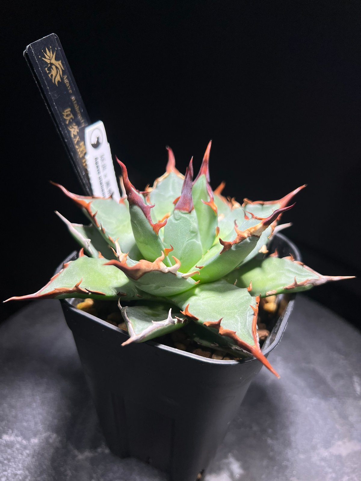 妖炎×黒帝斯 ハイブリッドアガベ MA-034 | kings-plants