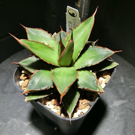 アガベ ハデス JOURNAL STANDARD FURNITURE 黒鉢付き アガベ ハデス JOURNAL STANDARD FURNITURE 黒鉢付き - メルカリ