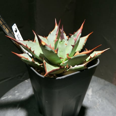 アガベハデス | STORES