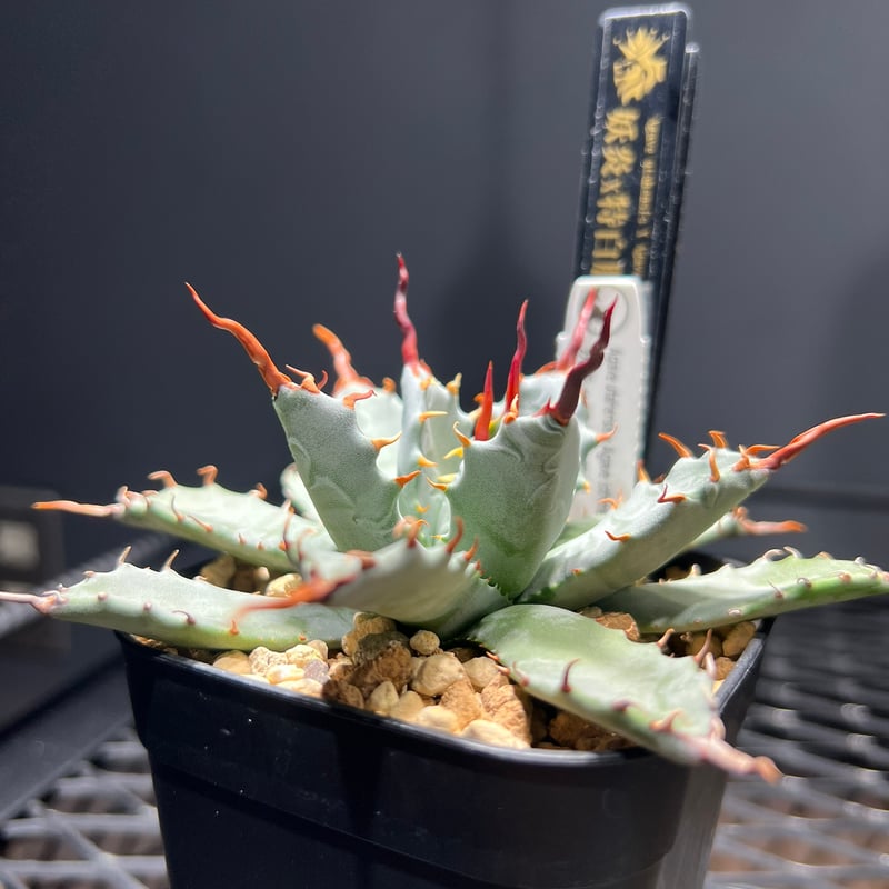 妖炎 X 特白肌甲蟹 ハイブリッド アガベ MA-036 | kings-plants