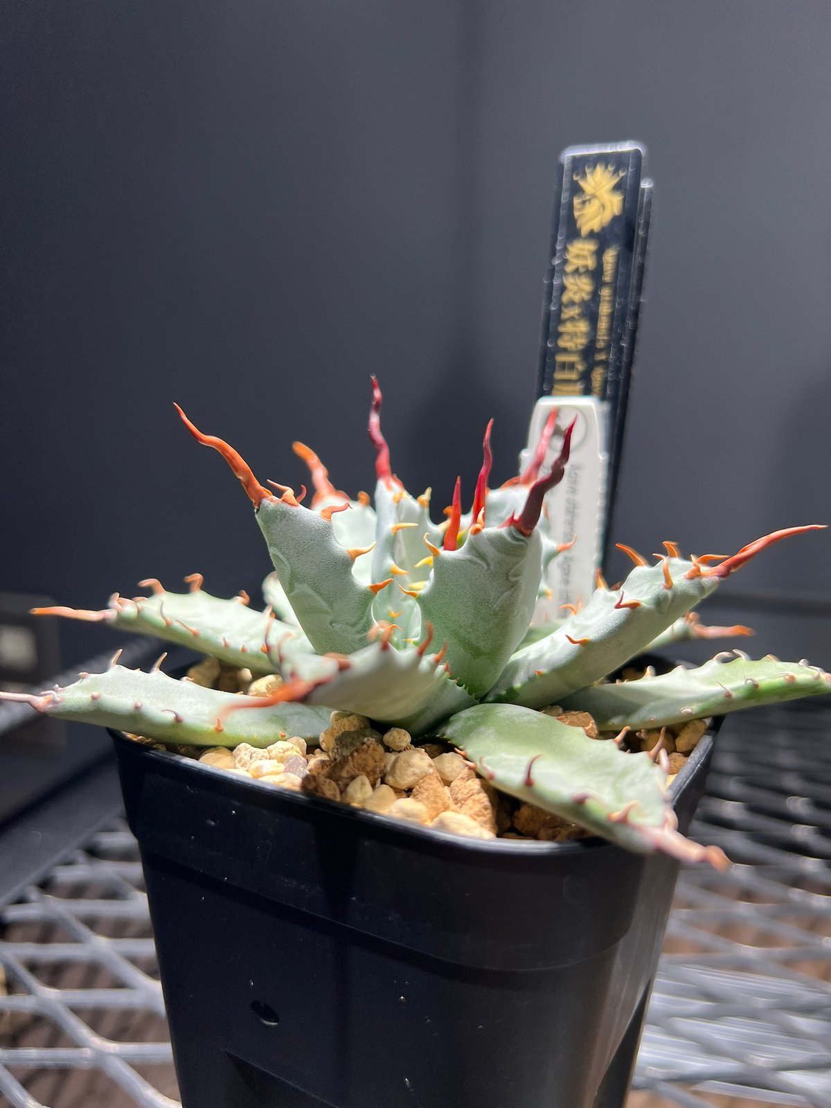 【goodtaniku】ハイブリッド　特白肌×妖炎　発根済み goodtaniku】ハイブリッド 特白肌×妖炎 発根済み Agave hybrid 妖炎×特