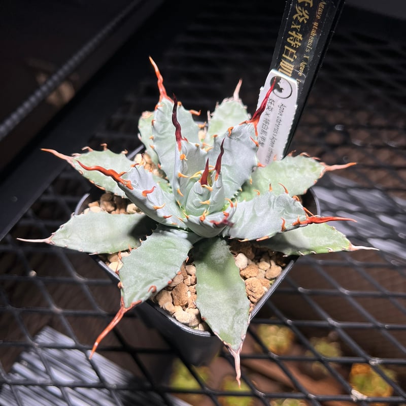 妖炎 X 特白肌甲蟹 ハイブリッド アガベ MA-036 | kings-plants