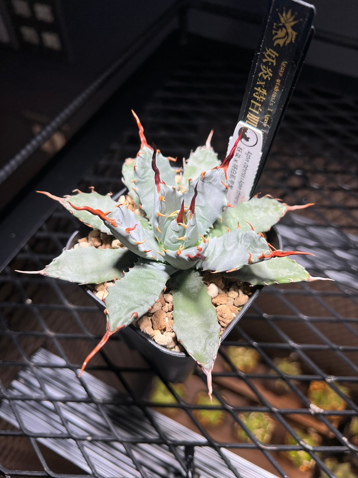 極レアハイブリッドアガベ「特青肌甲蟹×妖炎」Agave 極レアハイブリッドアガベ「特青肌甲蟹×妖炎」Agave 極レアハイブリッド