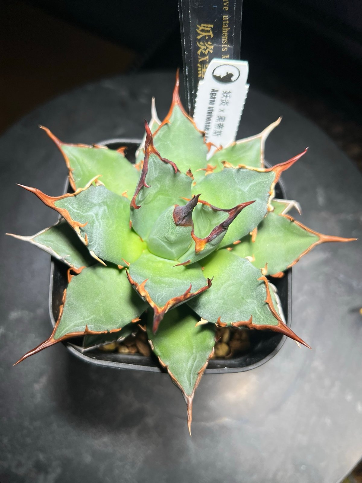 アガベ　ハイブリッド　妖炎×黒帝斯　妖帝　土田制所　親株 アガベ ハイブリッド 妖炎×黒帝斯 妖帝 土田制所 親株 fit=scale-