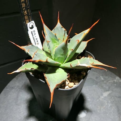 アガベハイブリッド | STORES