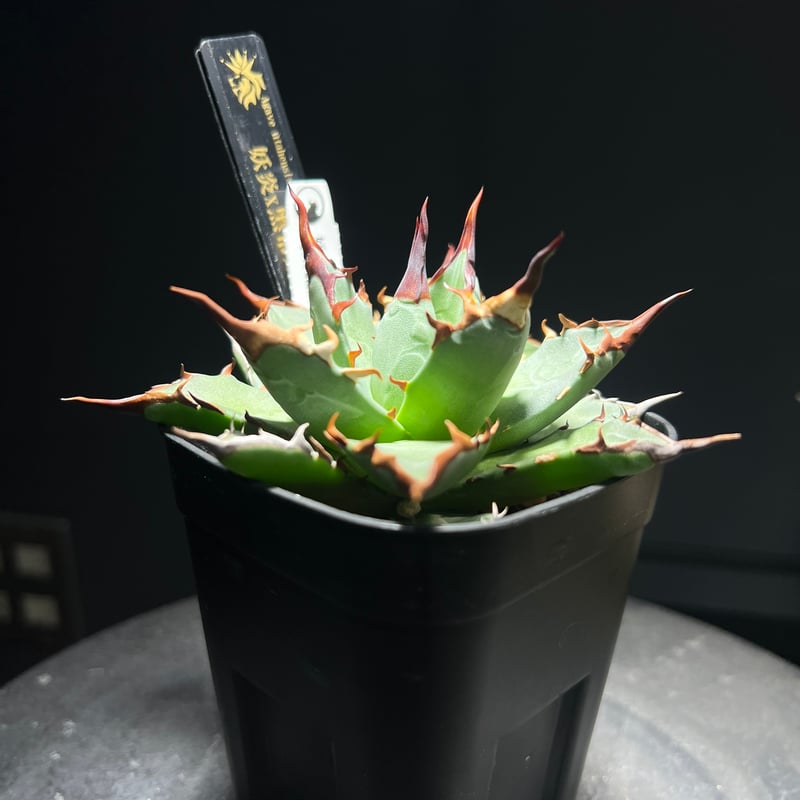【希少】アガベ　妖炎✕黒帝斯　ユタエンシス✕ハデス　ハイブリッド　レア株です 希少】アガベ 妖炎✕黒帝斯 ユタエンシス✕ハデス ハイブリッド レア株