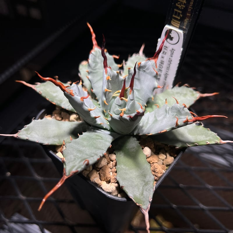 妖炎 X 特白肌甲蟹 ハイブリッド アガベ MA-036 | kings-plants