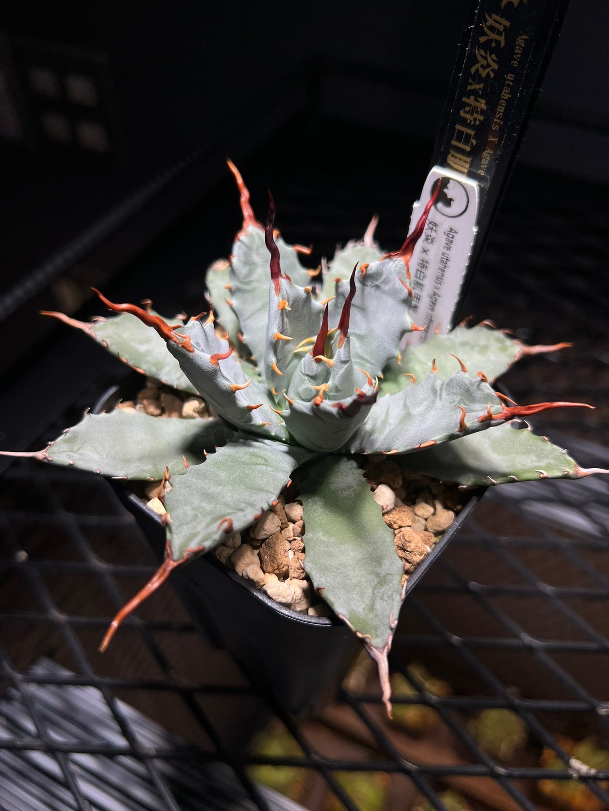 アガベ　ハイブリッド　甲蟹×妖炎　甲妖 福園藝です🙇🏻 妖炎×特白肌甲蟹 （utahensis×isthmensis） 生産者の