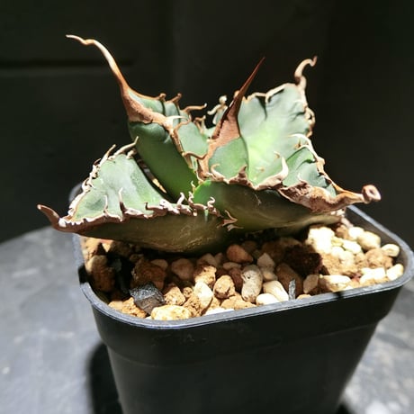 悪魔くん | STORES