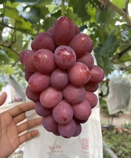 まちだ果樹園STORE