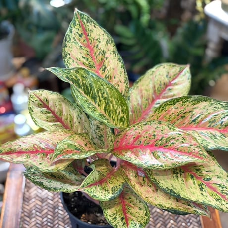 アグラオネマ | STORES