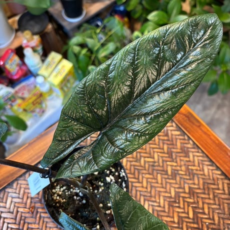 アロカシア | STORES