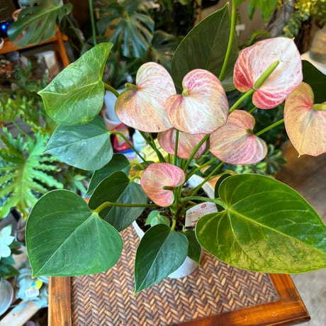 アンスリウム | STORES