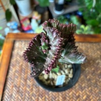 ミクロソリウム・ドラゴンウィング | 蓬田生花店