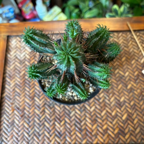 ユーフォルビア | STORES